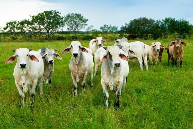 Carne bovina brasileira é disputada por China e EUA Carne bovina brasileira é disputada por China e EUA