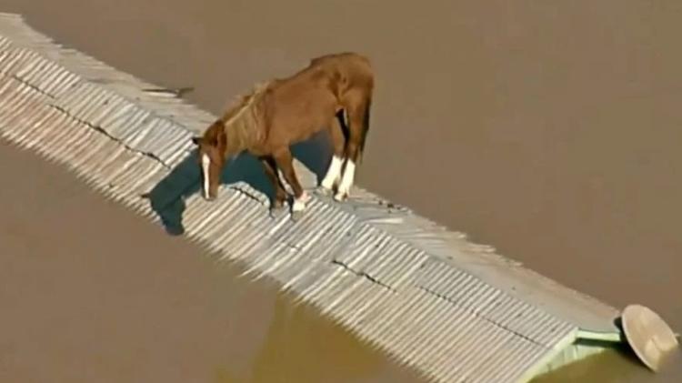 Equipes são mobilizadas para resgate de Caramelo, cavalo ilhado em telhado de casa em Canoas