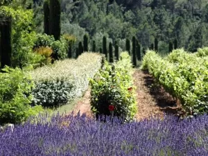 Puro encanto: os melhores vinhos da Provence
