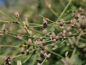 Caverna revela evidências do uso de plantas medicinais há 15 mil anos