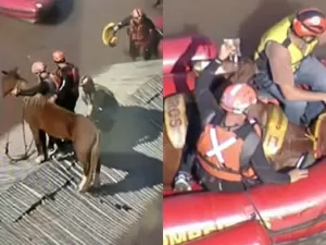 VÍDEO: Cavalo Caramelo é salvo após ficar preso por 4 dias em telhado