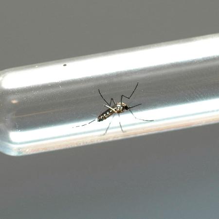 Dengue pode ter aumento entre março e abril