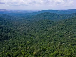 Ao vivo: Senado vota regulamentação do mercado de crédito de carbono