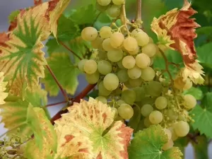 A França é o país de origem de mais de 5 mil variedades de uvas, segundo o VIVC