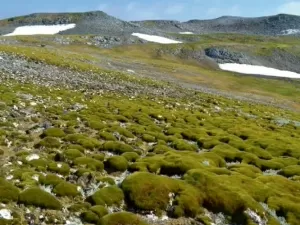 FOTOS: Antártida está ficando cada vez mais verde graças ao aquecimento global