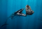 Baleia gulosa, iguana nadadora e mais: prêmio de fotografia oceânica revela maravilhas do fundo do mar - Rafael Fernández Caballero / Ocean Photographer of the Year 2024