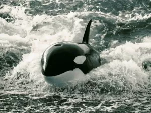 Orcas são baleias ou golfinhos? Entenda