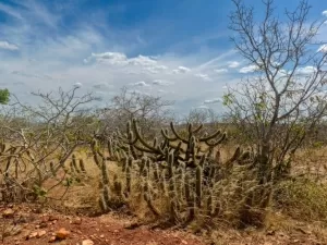 Foguete criado com garrafa PET ajuda na recuperação da Caatinga