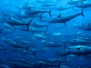 Peixe mais caro do mundo pode ser extinto por conta das mudanças climáticas