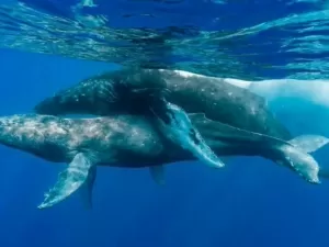 Sexo de baleias-jubarte é registrado pela primeira vez ? entre dois machos