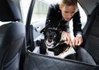 Vai viajar de carro? Confira 5 dicas para transportar seus pets em segurança - Foto: Andrey Popov/ReproduÃ§Ã£o purina.com