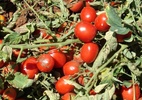 Tomate fica 24,5% mais caro em um mês e puxa a prévia da inflação de outubro