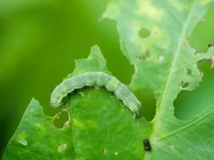 As plantas “falam”? Descubra a comunicação secreta do reino vegetal