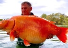 Carpa gigante de 30 quilos é capturada na França; veja fotos - Imagem: BlueWater Lake/Facebook/ReproduÃ§Ã£o