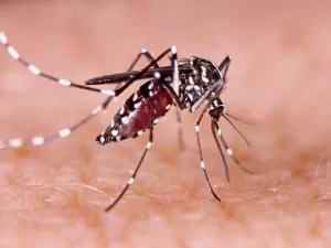 Dengue: epidemia atinge todos os bairros de São Paulo