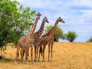 Segredo sobre o pescoço das girafas é descoberto