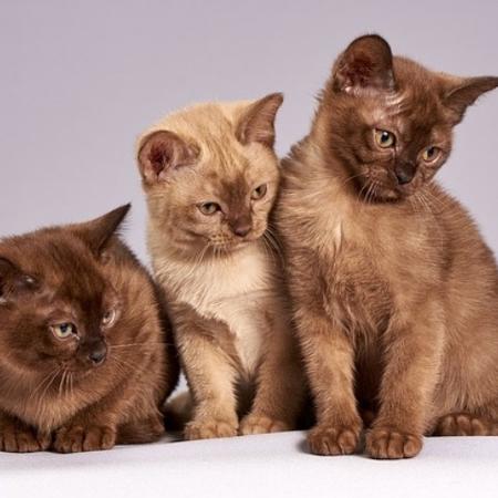 Petz e Cobasi faturaram R$ 7 bilhões em 2024. Petz e Cobasi faturaram R$ 7 bilhões em 2024.