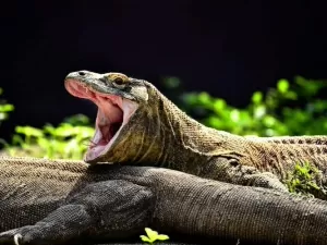 A saliva desse bicho é uma sopa de bactérias e sua mordida pode causar sérios problemas a você