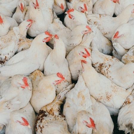 Após estiagem e surto de gripe aviária, exportações gaúchas caíram em abril Após estiagem e surto de gripe aviária, exportações gaúchas caíram em abril