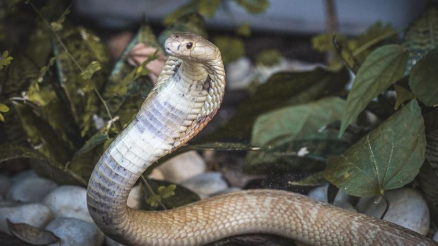 Cobra naja de 1,5 metro que picou um estudante de veterinária em Brasília está no Zoológico da capital federal                              - Ivan Mattos/Zoológico de Brasília                            