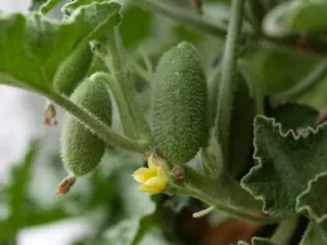 Esta planta é capaz de lançar suas sementes a dez metros de distância