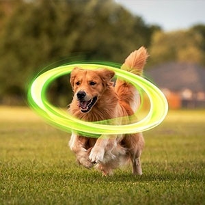 Divulgação: Nexgard Spectra