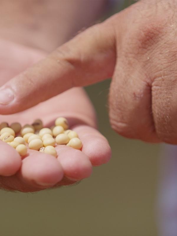 Divulgação BB Seguros