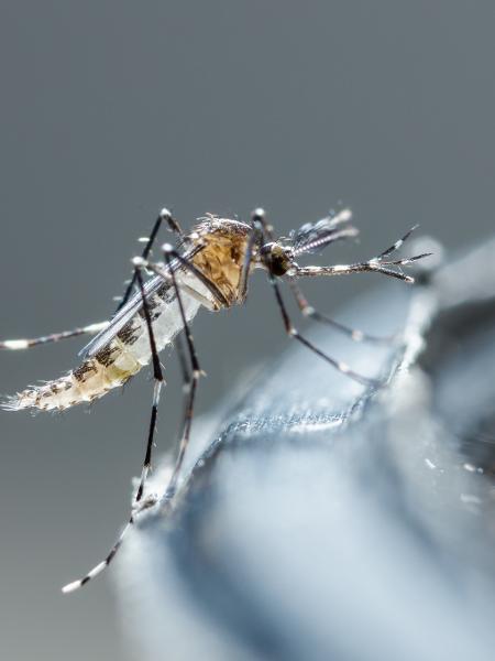 O mosquito Aedes aegypti, transmissor da dengue - Adobe Stock