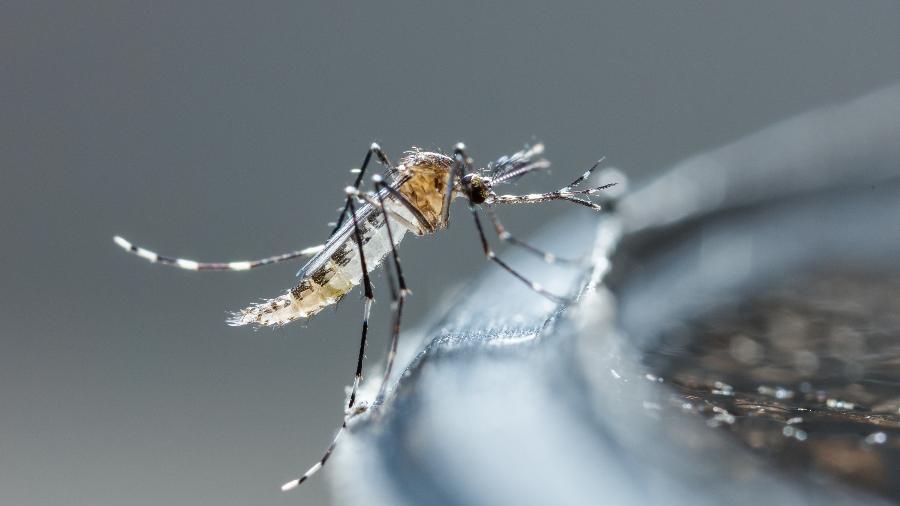 Se nada for feito, casos de dengue em MG podem praticamente dobrar, segundo principal autor do estado - Adobe Stock