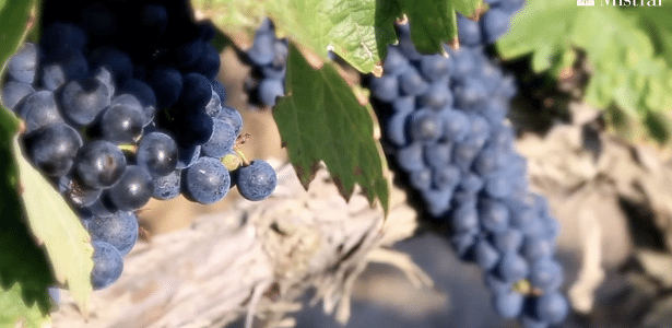 Da videira à taça: a alma da Tempranillo explicada por um produtor