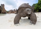 Tartarugas gigantes e aves raras: conheça o santuário natural de Seychelles (Foto: Chris Close/Divulgação)