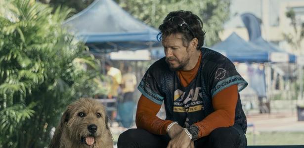 Arthur: a história emocionante do cão que fez uma maratona quase ... - UOL