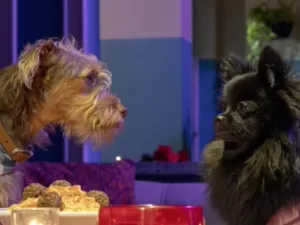 Cachorros recriam cena de 'A Dama e o Vagabundo' em novela; assista