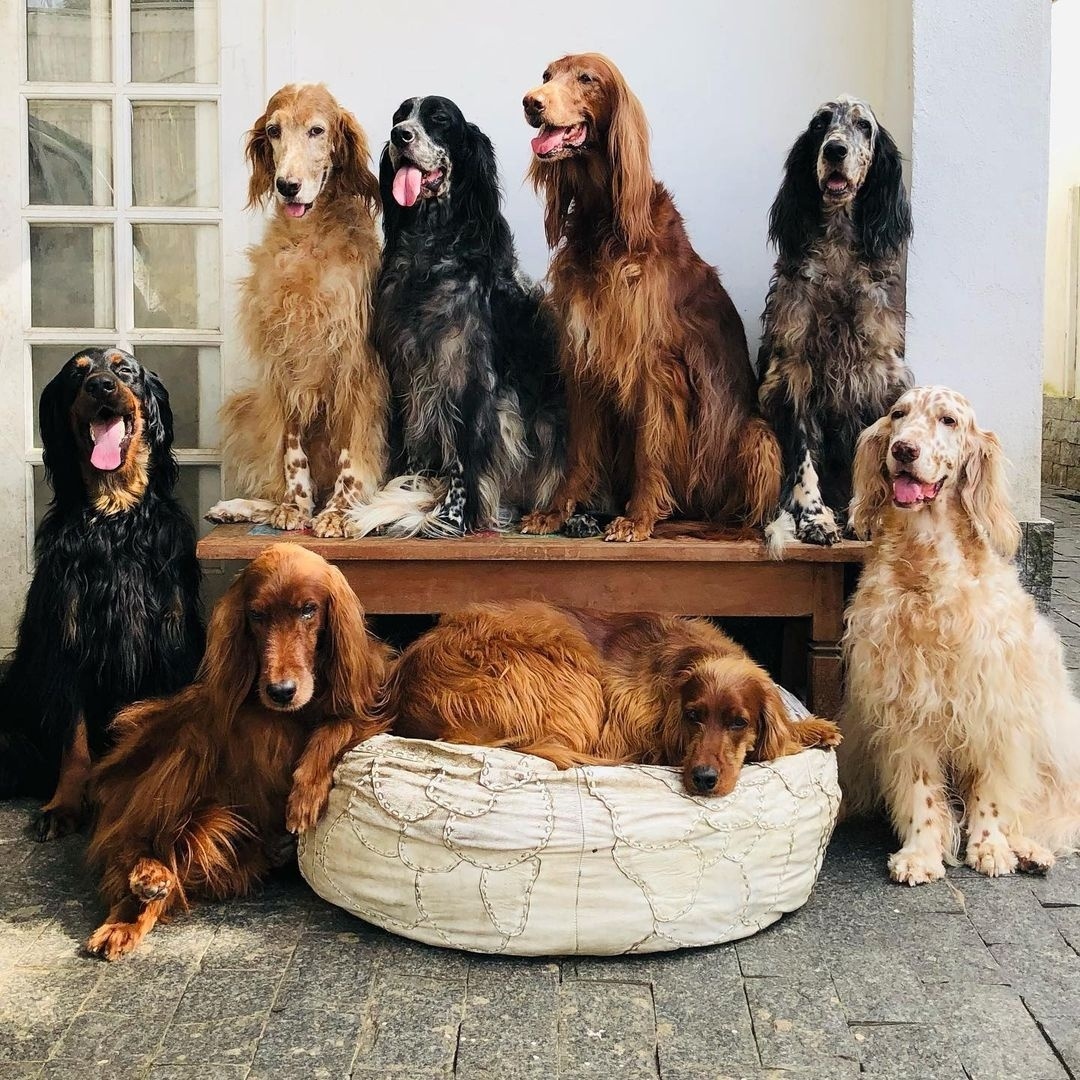 Apegados aos donos: como são os cães setter, defendidos por Jeff Machado -  Entretenimento - BOL