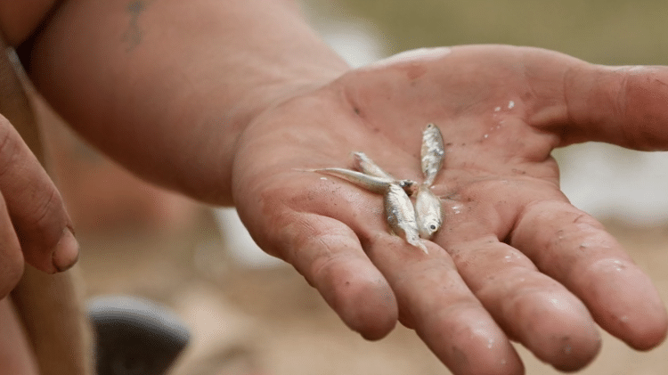 Os peixes pescados por Marina Fukushima em Largados e Pelados: A Tribo