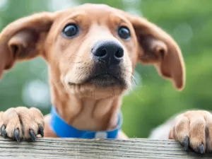 D&D Shopping realiza Feira de Adoção com animais resgatados do RS