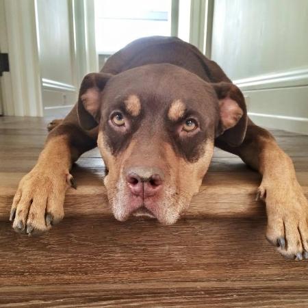 Lua, cachorra de Gisele e Tom Brady que morreu em 2023 Lua, cachorra de Gisele e Tom Brady que morreu em 2023