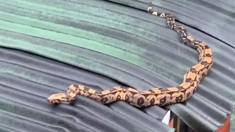 Ator encontra frequentemente cobras e outros animais no quintal de casa Ator encontra frequentemente cobras e outros animais no quintal de casa