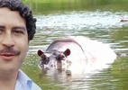 Os hipopótamos de Pablo Escobar (Foto: Reprodução)