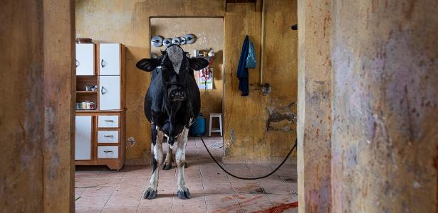 Vaca como símbolo de feminismo: animal rouba a cena em suspense nacional