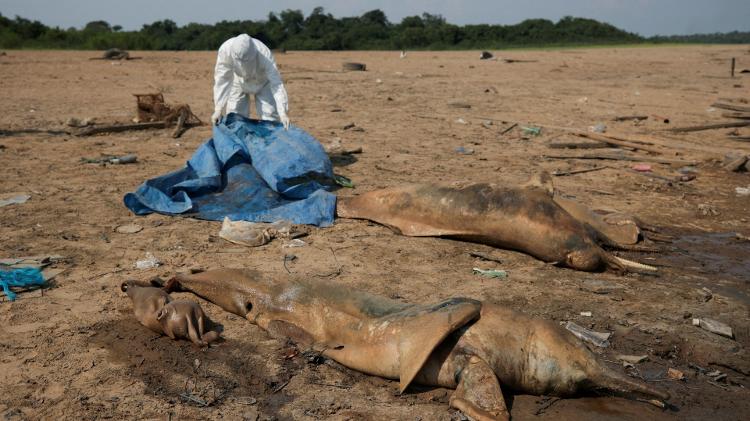 Pesquisador do Instituto Mamiraua de Desenvolvimento Sustentável recupera golfinhos mortos do efluente do lago Tefé, no rio Solimões, que foi afetado pelas altas temperaturas e pela seca em Tefé, Amazonas, Brasil, 2 de outubro de 2023. 