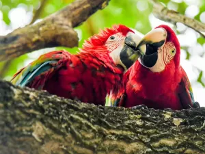 Projeto Água Vida cria novo plano para ajudar a recuperação do Pantanal