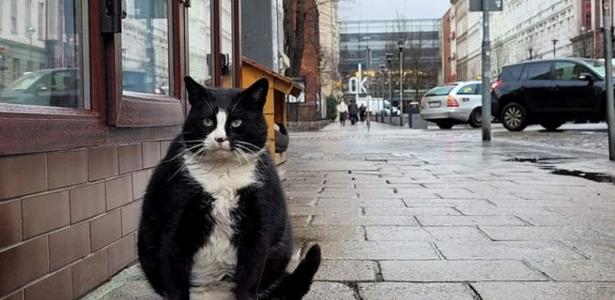 Gacek: conheça o gato de rua que virou atração turística em cidade na  Polônia
