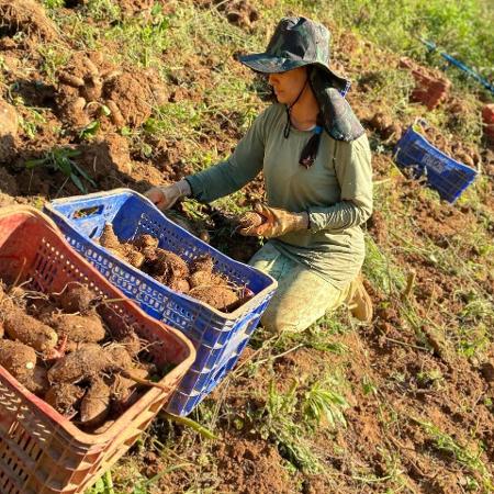 Ariani Lacerda na colheita de inhame no início de julho