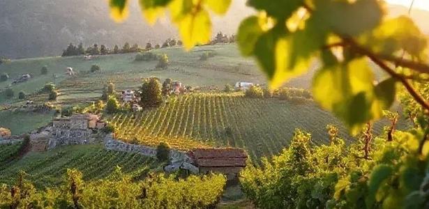 Vinhos Alpinos: a altitude que molda o sabor