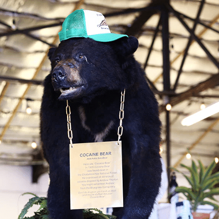 Urso da cocaina é famoso nos Estados Unidos - Reprodução/Twitter