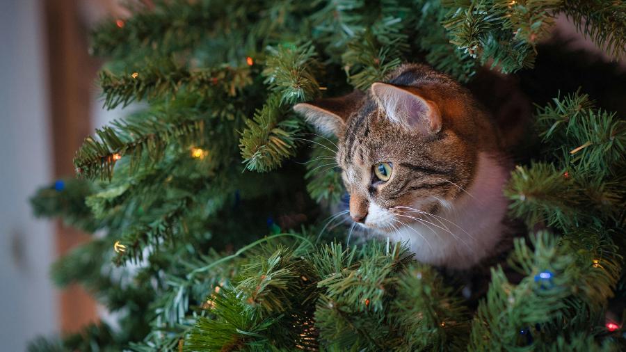 Gatos derrubam árvore seis vezes em três horas: entenda o caso