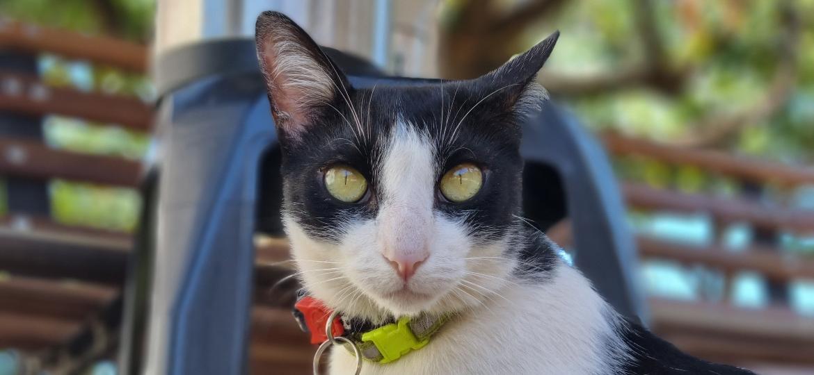 Gato Frajola, 1º animal comunitário do Mato Grosso do Sul, apareceu na Globo e pode virar nome de lei - Arquivo Pessoal