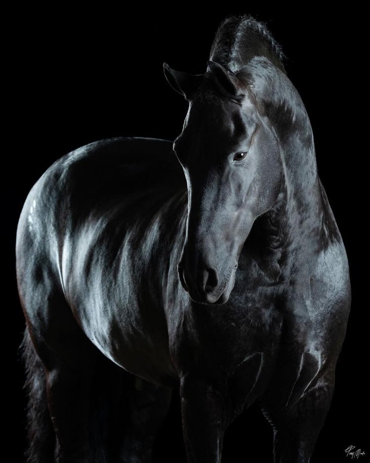 Cavalo do Haras Embaixador