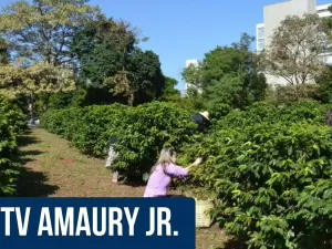 TV Amaury Jr: O maior cafezal urbano do mundo no centro de SP